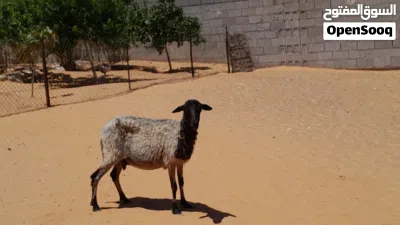نعجه وطنيه الله يبارك عشره بادن الله ضرعها سليم سليمه من الامراض سنها تاني جمع سنون صحاح.. 3