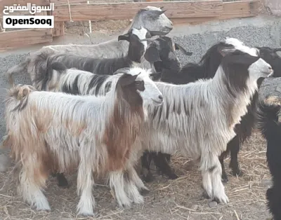 صخلات بكار من حلال بني سعيد 2