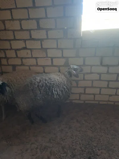 نعجه للبيع 2