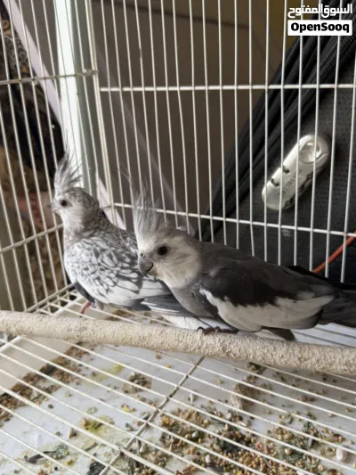للبيع طيور سبب البيع العمل لا يوجد لدي وقت 4