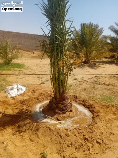 نخيل من النواع الجيده والمثمره للبيع توصيل شامل جميع المناطق 4