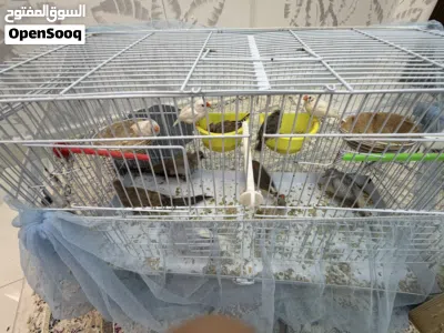 7 finces and 2 doves for sale 2