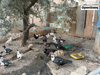 بط بلدي نخب اول 2