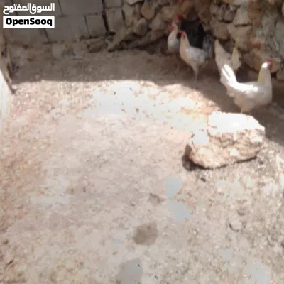 undefined 4