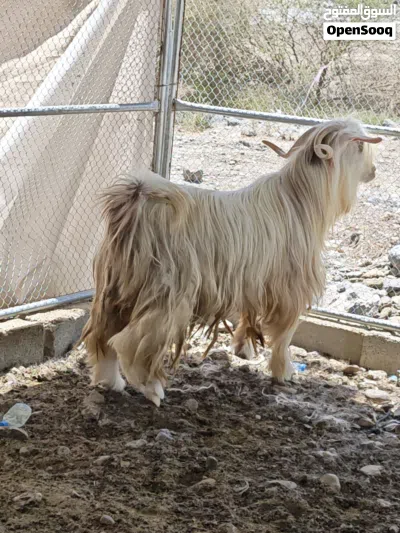 تيس نوع رحبي سيمين 2