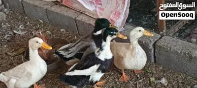 بش زوج خضيري وزوج اوز 2