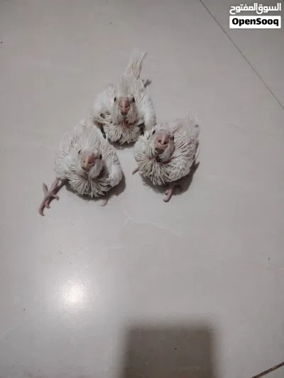 كوكتيل البينو 3