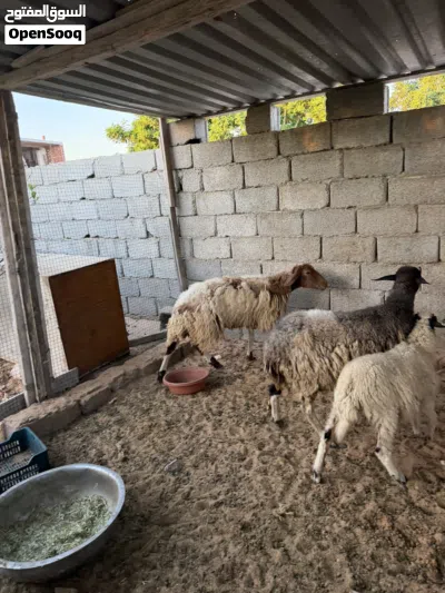 زوز نعجات للبيع 2