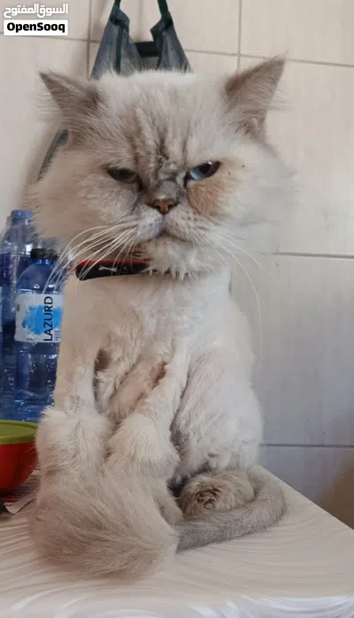 قطة هملايا بلو للتبني 3
