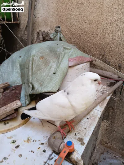 كاديتانو خو ت العش و4 خوت مصري وطرفبن بو زيان 4