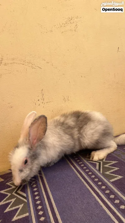 ارانب للبيع شوف الوصف 3