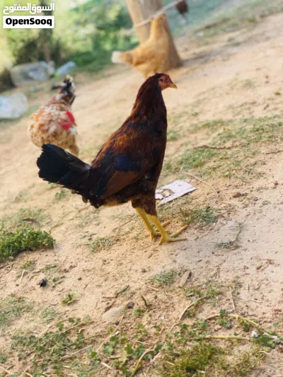 فراريج عربيات حاجه ربي يبارك نضاف داجاج حوازه محصنات 2
