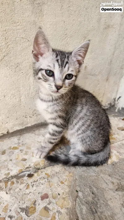 قطين للتبني ذكور 4