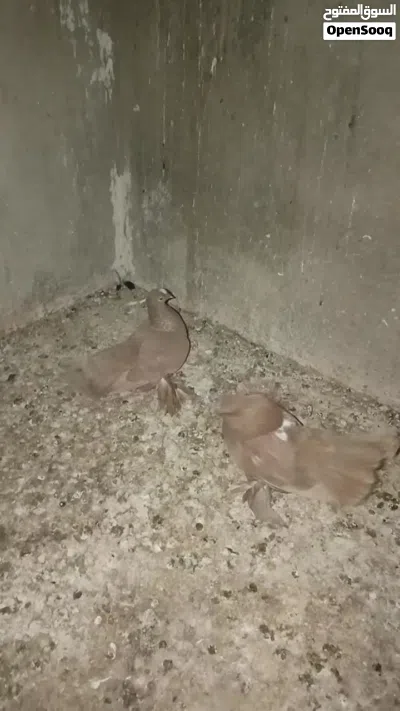 حمام للبيع 3