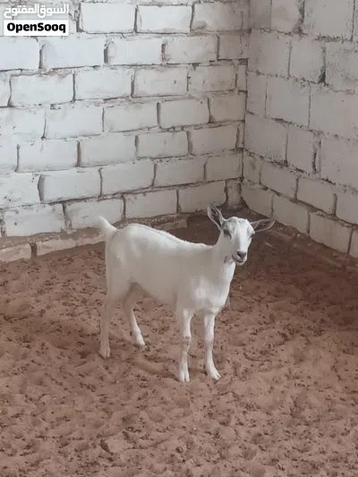 3 عنايق كرديات عز ماتكسب الله يبارك عنايق نظاف كان معاهم فحل وانت والنصيب 2