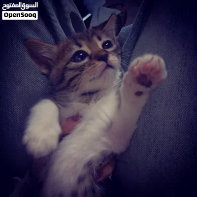قطط شانشيلا 4