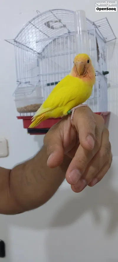 روز رد فيس مروض 2