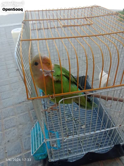 بركديلو انتايه مروضه ترويض منزلي كما موضح في الصوره ربي ايبارك 3