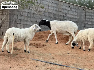 نعجه متاومه ربي يبارك تحتها زوز خرفان 4