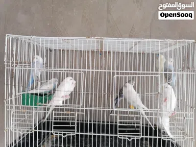 سلام عليكم ورحمة الله وبركاته متوفر اليوم أنتاج عمر شهرين وفي لي 3 شهور متوفر 9 طرف لاقوي ألابي الله 3