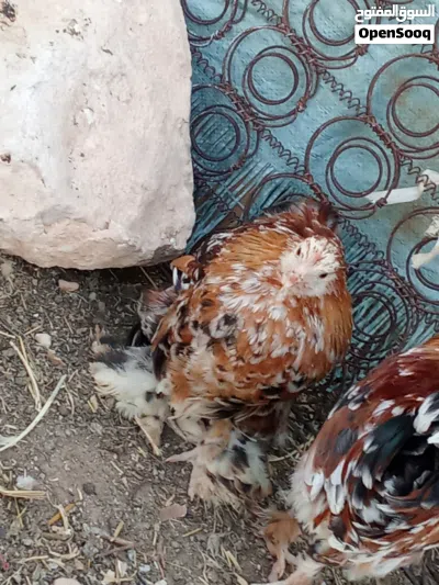 دجاج براهما استرالي مخلط العمر يمكن تلاته اشهر 3