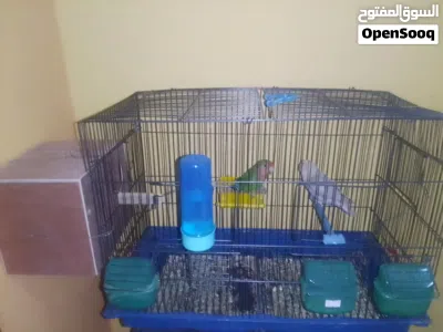 كوبيه بركديلو منتجه صحه ونضافه ربي يبارك 3