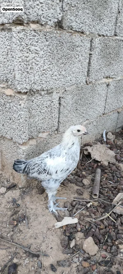 فلاليس للبيع اقرا الوصف 4