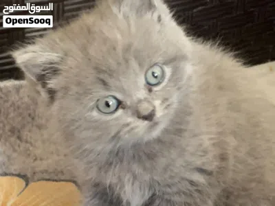 مواليد 2/4 صحة ممتازة ولعوبة، وجاهزة للحجز. للاستفسار والتواصل على الخاص. ::: أو بصيغة أقصر: 4