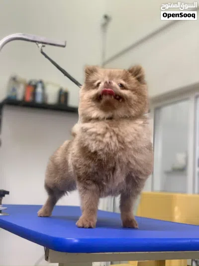 Pomeranian Male, 3Y ذكر بوميرانيان، 3 سنوات 4