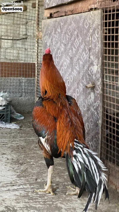 ديك بنجاب اصل 3