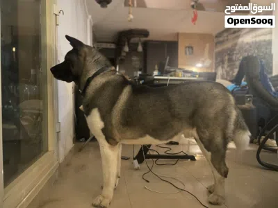 American Akita 2