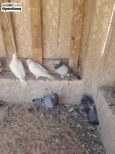 حمام زواجل للبيع حلوات نضيفات قويات كلشي ما بيهن 3