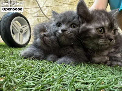 جاهزين لبيتهم لجديد سكوتش فولد عمر شهرين 4