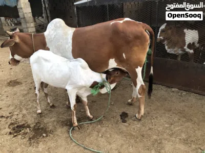 للبيع على كيفك طيبه وشي فارع 4