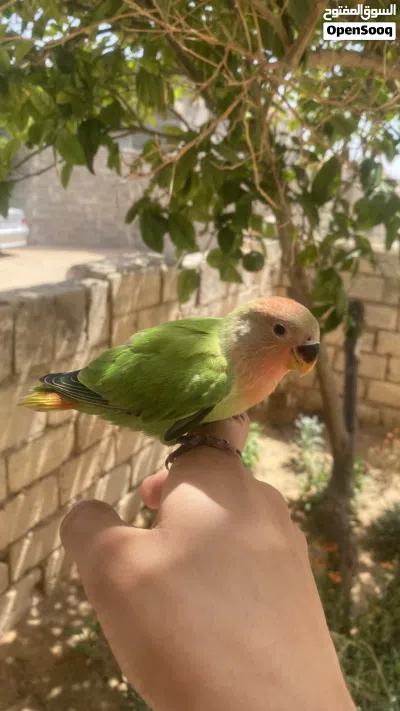 عصفور بركاديلو للبيع 4