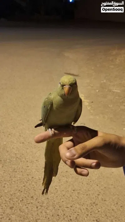 ببغاء أليف 2
