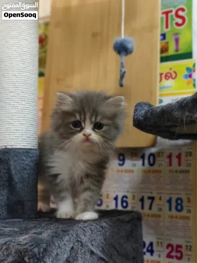 cat for adoption 3