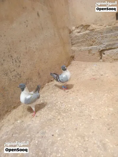 3جواز وفرخين كنك جانبو ماركا صالحية العابد 3