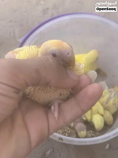 للبيع روز ترويض 2