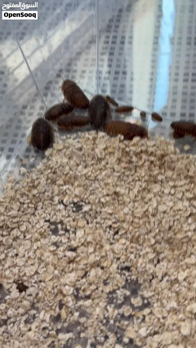 دوبيا روتش Dubia Roach 3