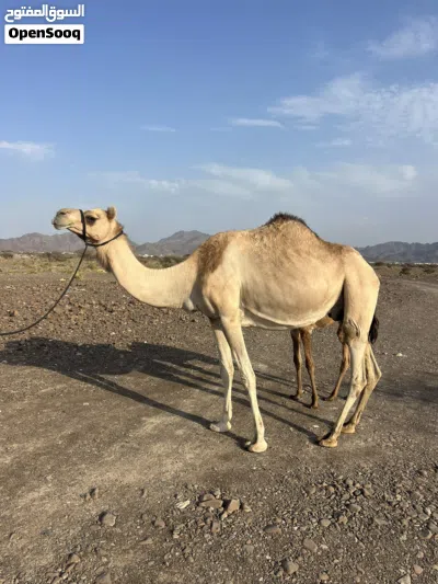 للبيع عزوف تحتها قعود ود شهرين 3
