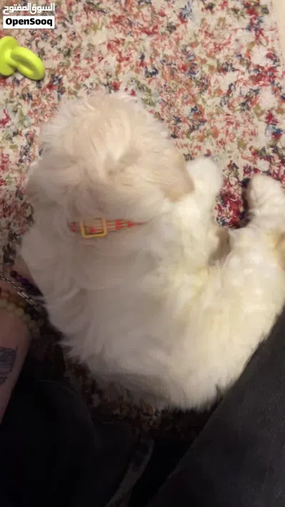 Maltipoo maltese 3
