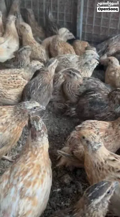 سمان وبط وطيور اخرى للبيع 2