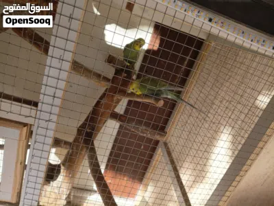 السلام عليكم 2