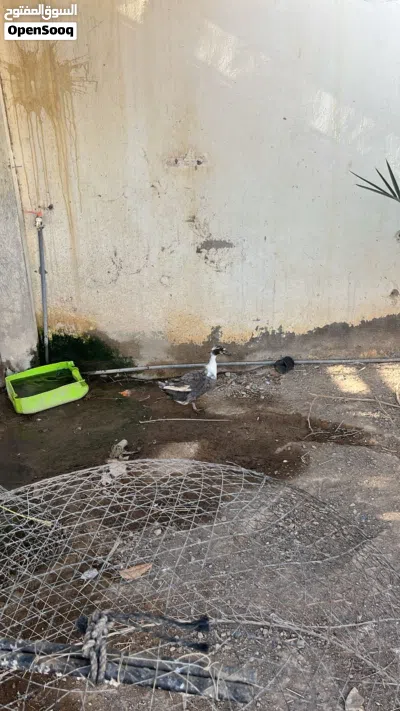 يوجد بط ودجاج اقبل البدل 3