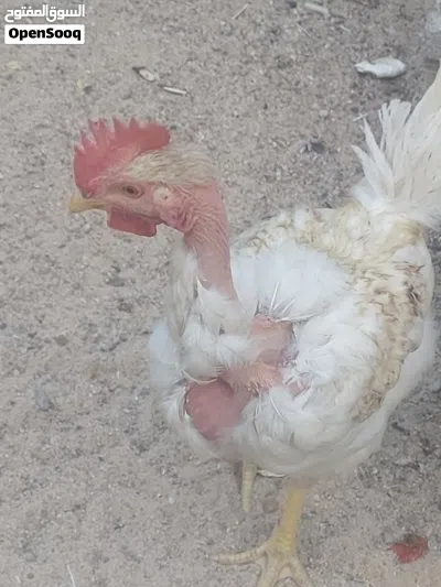دجاج لبيع سعر ديك 4