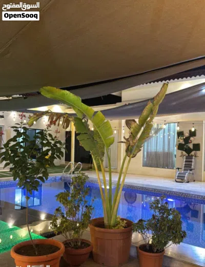 افخم شالي لايجار اليومي قمه النضافه الموقع صحار The most luxurious chalet for daily rent, top-notch 3