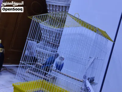 غندوره زوج 4