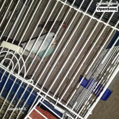 طيور حب للبيع اقرا الوصف 4
