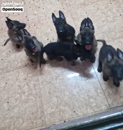 ,بلجم مالينوا Beljam Malinois 3